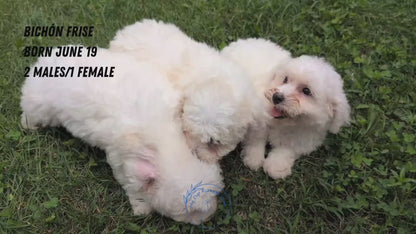 BICHON FRISE (06/19) FEMALE