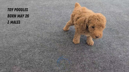 TOY POODLE (MAY 26) MALES