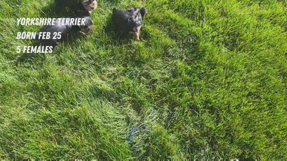 YORKSHIRE TERRIER (02/25) FEMALE