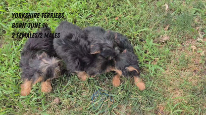 YORKSHIRE TERRIER (06/14) MALE