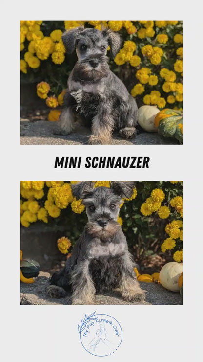 MINI SCHNAUZER (08/21) FEMALE