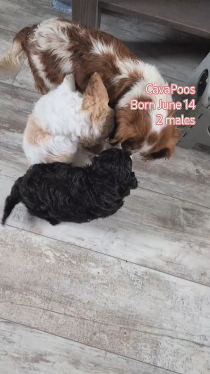 CAVAPOO (JUN 14) MALES
