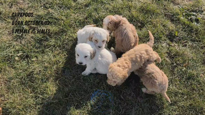 CAVAPOO (OCT 02) FEMALE