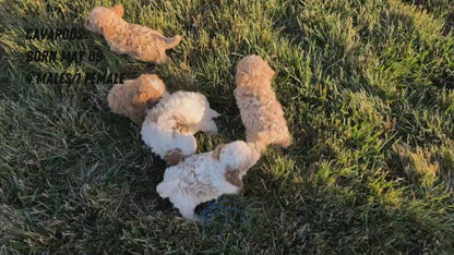 CAVAPOO (MAY 09) MALES