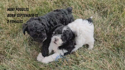 MINI POODLE (09/12) FEMALE
