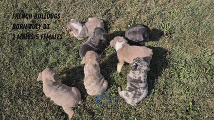 FRENCH BULLDOG (07/03) MALE