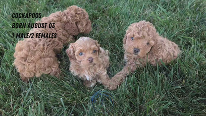 COCKAPOO (08/03) FEMALE