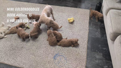 MINI GOLDENDOODLE (AUG 13) 6 MALES/3 FEMALES