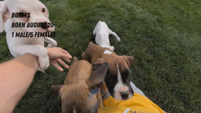 BOXER (08/20) FEMALE