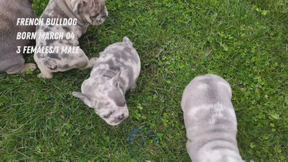 FRENCH BULLDOG (03/04) MALE