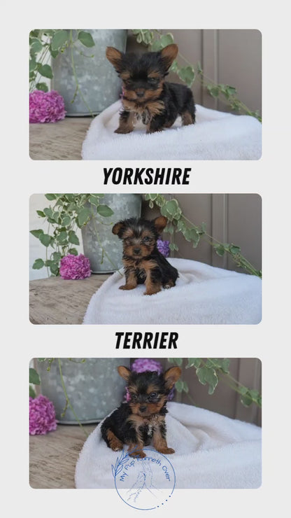 YORKSHIRE TERRIER (06/05) MALE