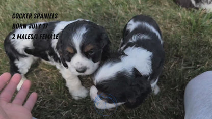 COCKER SPANIEL (07/17) FEMALE