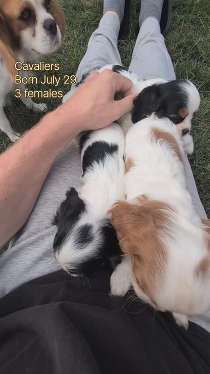 CAVALIER (JUL 29) 3 FEMALES