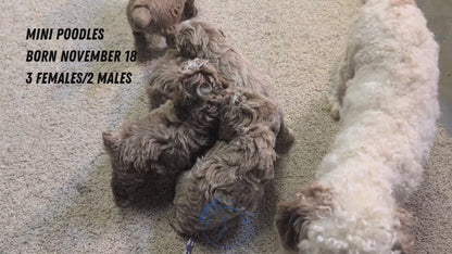MINI POODLE (NOV 18) MALES