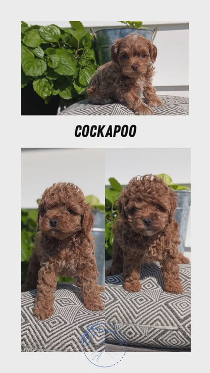 COCKAPOO (08/03) FEMALE