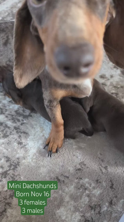 MINI DACHSHUND (NOV 16) MALES