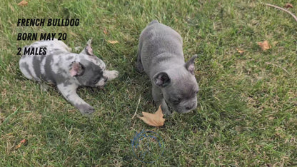 FRENCH BULLDOG (05/20) MALE