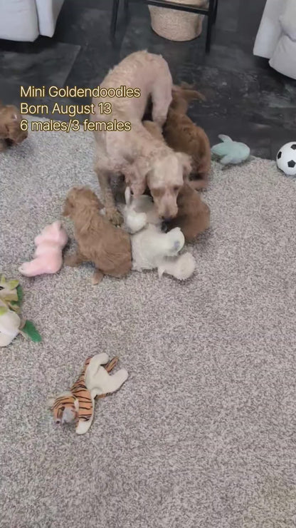 MINI GOLDENDOODLE (AUG 13) 6 MALES/3 FEMALES