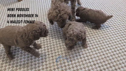 MINI POODLE (NOV 14) MALES