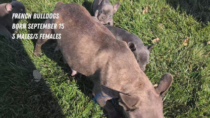 FRENCH BULLDOG (SEP 15) 3 MALES/3 FEMALES