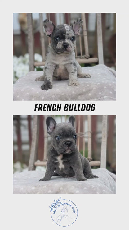 FRENCH BULLDOG (05/20) MALE
