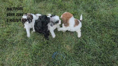 MALTIPOO (JUN 11) FEMALE