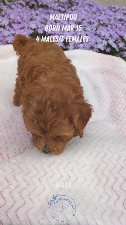 MALTIPOO (03/15) MALE