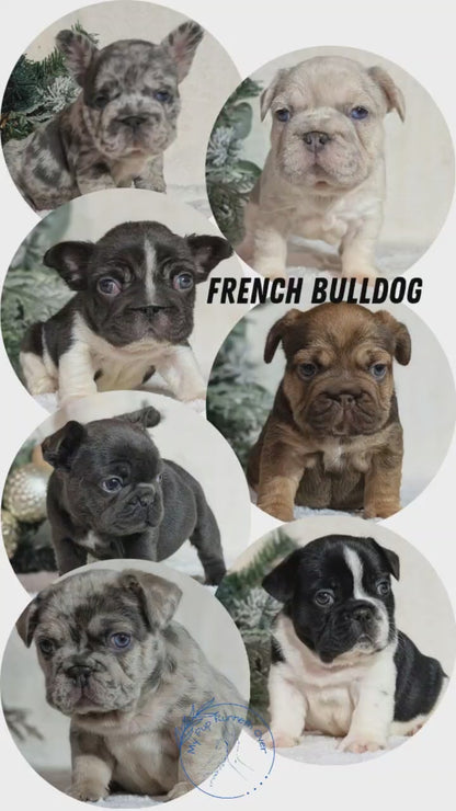 FRENCH BULLDOG (OCT 08) FEMALES