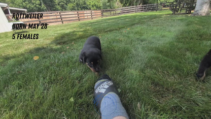 ROTTWEILER (05/28) FEMALE