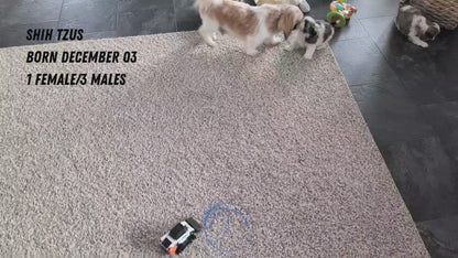 SHIH TZU (DEC 03) FEMALE