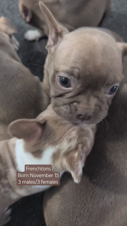 FRENCHTON (NOV 15) MALES