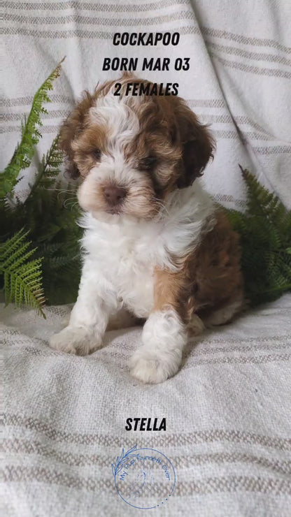 COCKAPOO (03/03) FEMALE