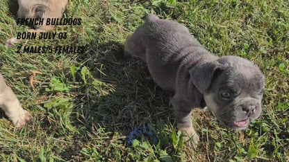 FRENCH BULLDOG (07/03) MALE