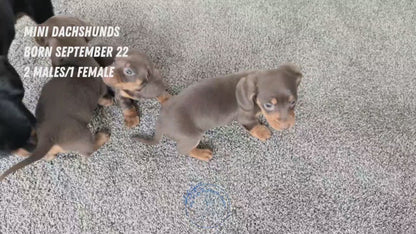 MINI DACHSHUND (09/22) MALE