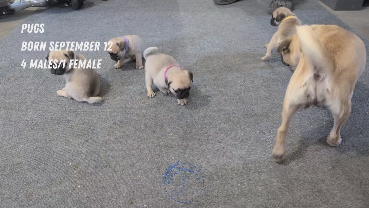 Load video: 