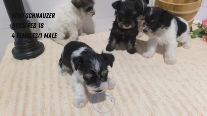 MINI SCHNAUZER (02/18) FEMALE