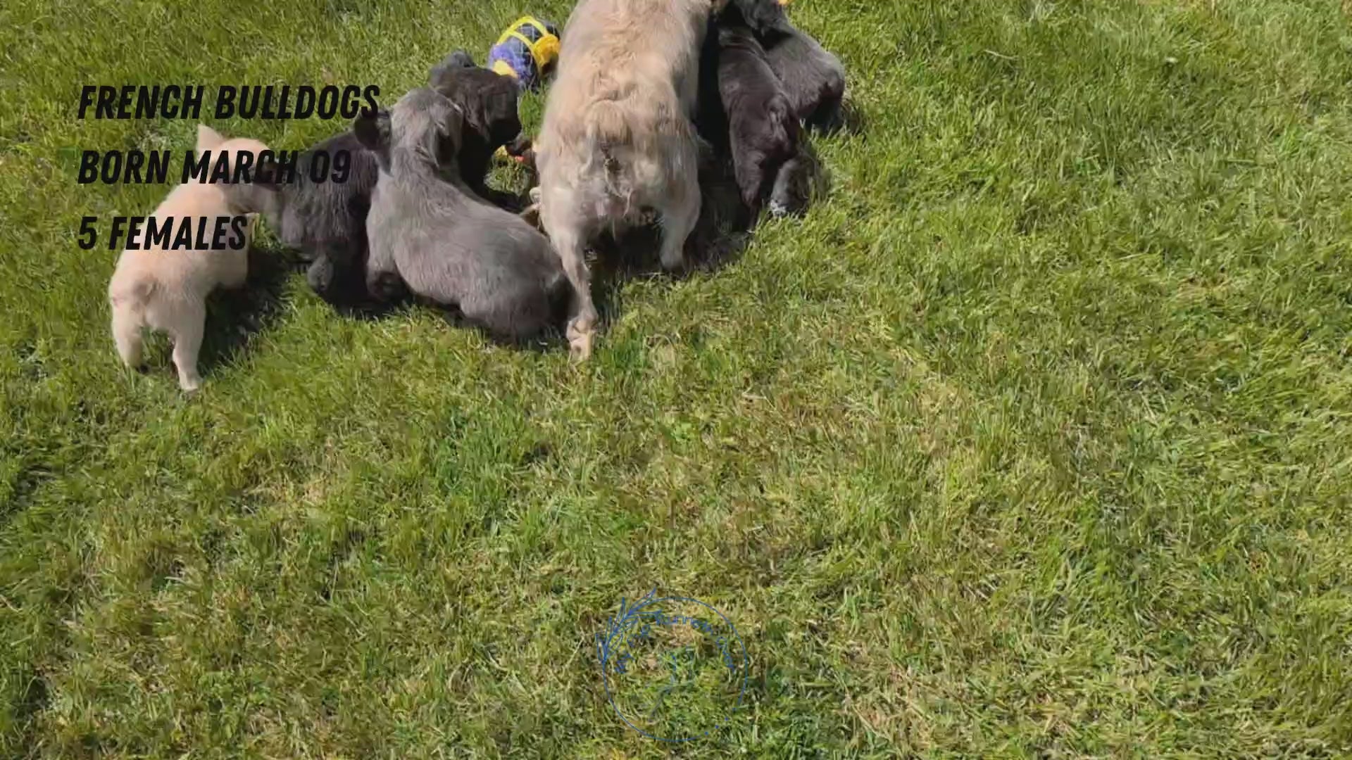 Load video: 
