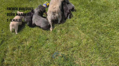 FRENCH BULLDOG (MAR 09) FEMALES