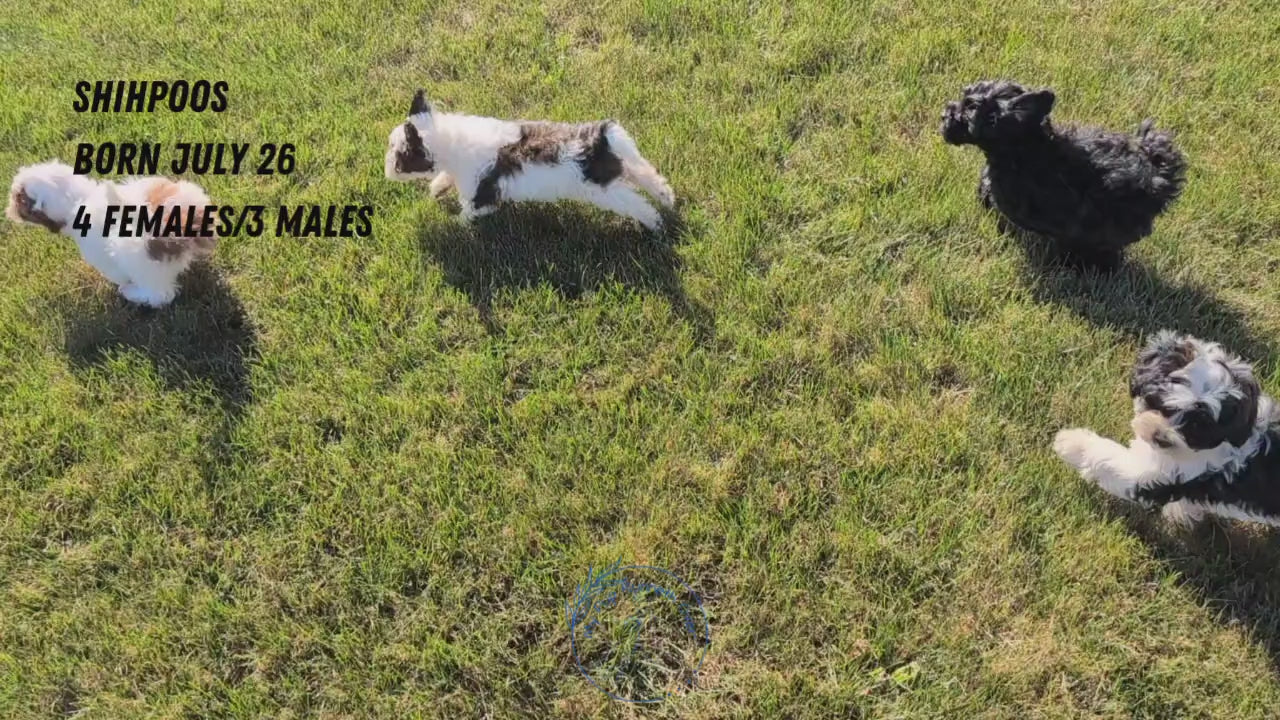 Load video: 