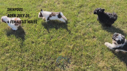 SHIHPOO (07/26) FEMALE