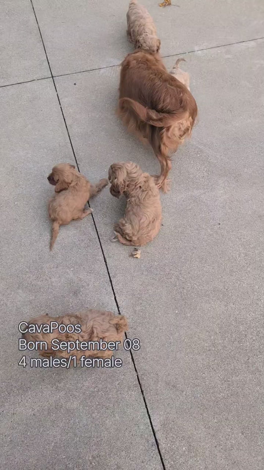 CAVAPOO (SEP 08) 4 MALES/1 FEMALE