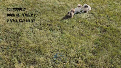 SCHNOODLE (09/20) FEMALE