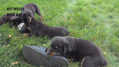 ROTTWEILER (05/28) FEMALE