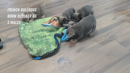 FRENCH BULLDOG (OCT 03) MALES