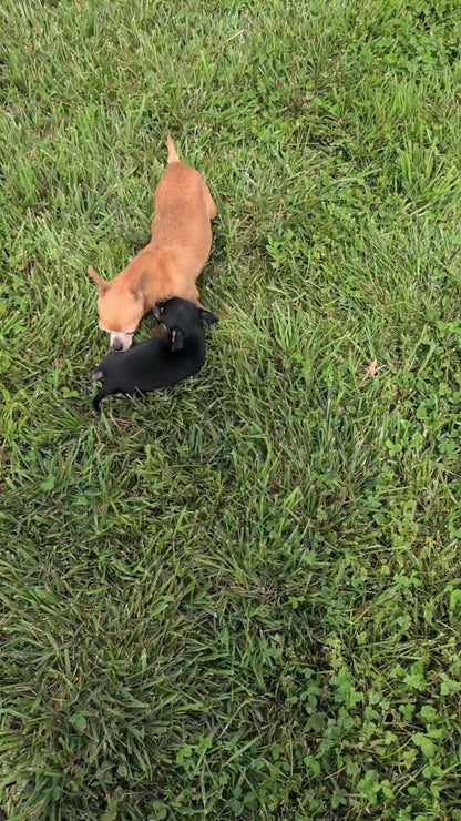 CHIHUAHUA (MAY 20) MALE