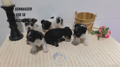 MINI SCHNAUZER (02/18) FEMALE
