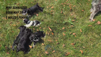 MINI SCHNAUZER (05/29) MALE