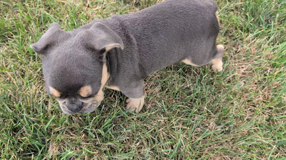 FRENCH BULLDOG (05/23) MALE