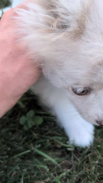 POMERANIAN (04/22) FEMALE