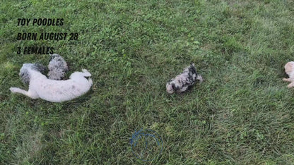 TOY POODLE (08/28) FEMALE